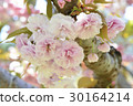 SATO ZAKURA 30164214