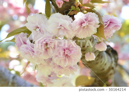佐藤ZAKURA 30164214