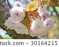 SATO ZAKURA 30164215