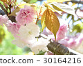 SATO ZAKURA 30164216