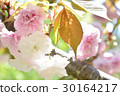 SATO ZAKURA 30164217