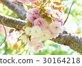 SATO ZAKURA 30164218