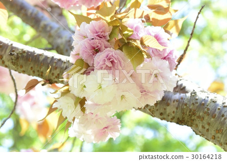 佐藤ZAKURA 30164218