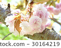 SATO ZAKURA 30164219