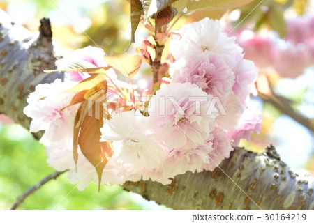 SATO ZAKURA 30164219