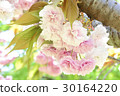 SATO ZAKURA 30164220