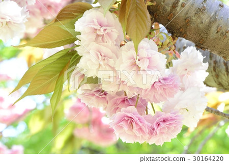 SATO ZAKURA 30164220