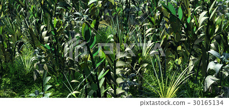 Plants in the wilderness 30165134