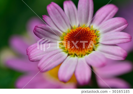 Marguerite flower flower flower pink pink stamen petals Marguerite flower flower flower pink pink stamen petals 30165185