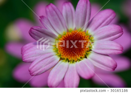 瑪格麗特 花 花卉 花朵  粉紅色 桃紅色 花蕊 花瓣 30165186