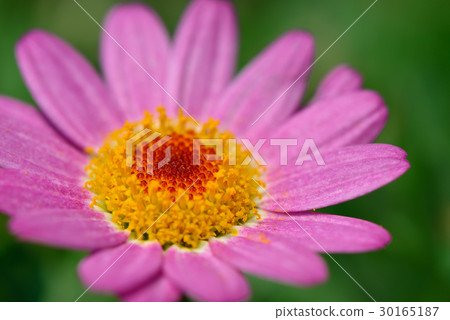 瑪格麗特 花 花卉 花朵  粉紅色 桃紅色 花蕊 花瓣 30165187