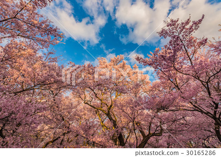 Takashi Sakura Festival 2017 Takashi Sakura Festival 2017 30165286
