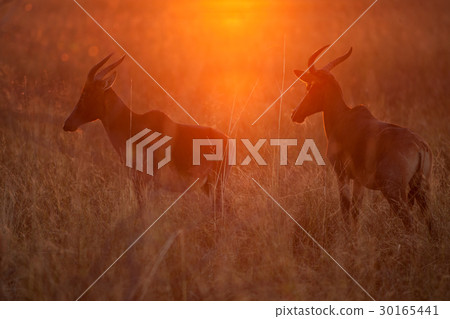 hartebeest hartebeest 30165441