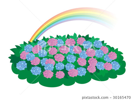 Snail and hydrangea and a rainbow 30165470