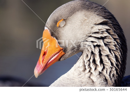 The Greylag goose sleeping near pond (Anser anser) The Greylag goose sleeping near pond (Anser anser) 30165644
