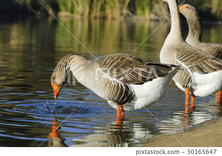 The Greylag goose drinking water (Anser anser) 30165647