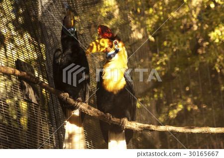 The Knobbed Hornbill couple (Aceros cassidix) The Knobbed Hornbill couple (Aceros cassidix) 30165667
