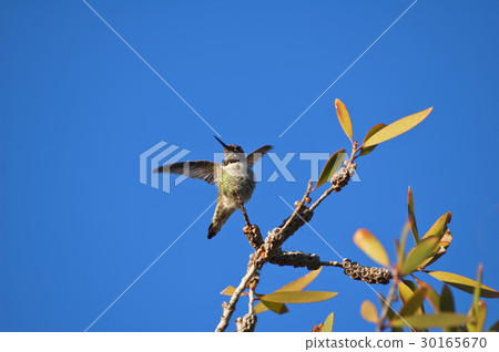 Hummingbird takes wings Hummingbird takes wings 30165670