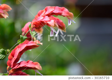 植物 花 紅蝦花 蝦仔花 紅 紅色 花蕊 白 白色 紫色 30165710