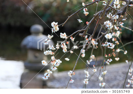 開花在池塘的銀行的白色李子 30165749