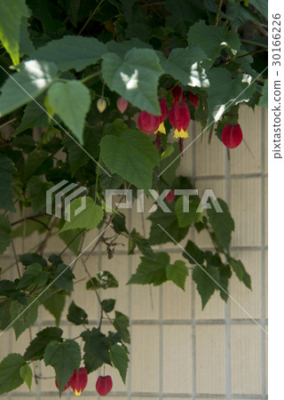Ukitsuriboku花 Ukitsuriboku花 30166226