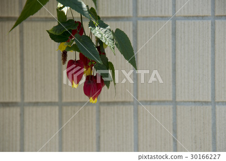 Ukitsuriboku花 Ukitsuriboku花 30166227