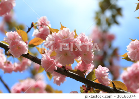 Cherry blossoms in full bloom Cherry blossoms in full bloom 30166374