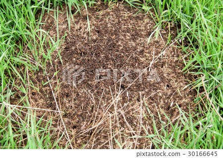 Anthill on the green grass close up Anthill on the green grass close up 30166645