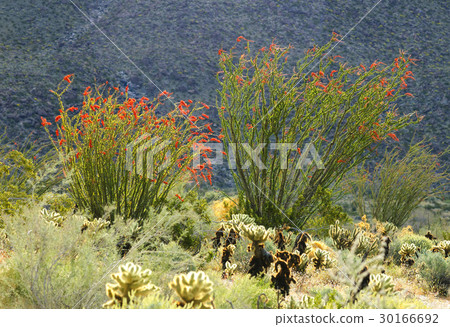 Blooming Desert Plant Ocotillo in USA Desert Blooming Desert Plant Ocotillo in USA Desert 30166692