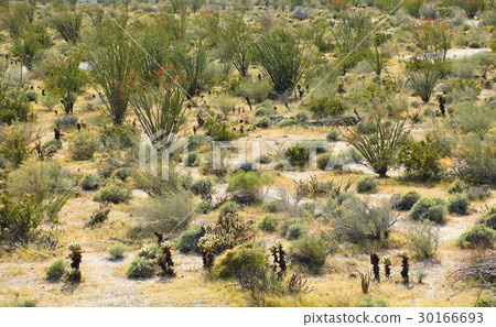 Blooming Ocotillo and Cacti in Californian Desert Blooming Ocotillo and Cacti in Californian Desert 30166693