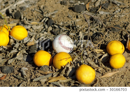 Baseball ball and oranges on a ground 30166703