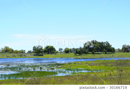 Spring Vernal Pool in Santa Rosa Plateau Eco Park 30166719