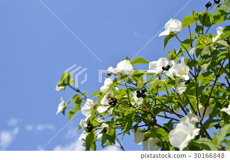Shiroyamabuki (White Yamabuki) Shiroyamabuki (White Yamabuki) 30166848