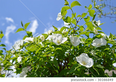 Shiroyamabuki (White Yamabuki) 30166849