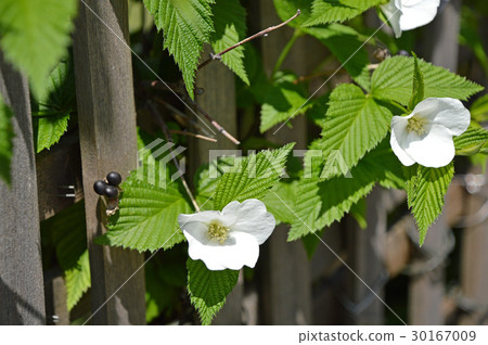 Shiroyamabuki (White Yamabuki) Shiroyamabuki (White Yamabuki) 30167009