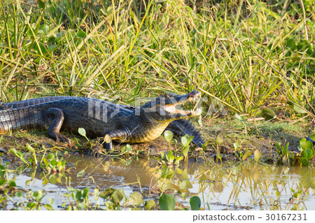 caiman which heats up in the morning sun. 30167231