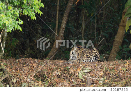 Jaguar from Pantanal, Brazil 30167233