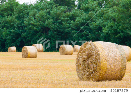 Italian countryside panorama. wheat round bales Italian countryside panorama. wheat round bales 30167279