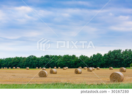 Italian countryside panorama. wheat round bales Italian countryside panorama. wheat round bales 30167280