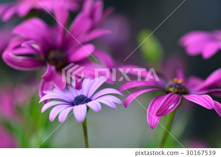 Plant flower blue eyed daisy daisy south daisy daisy daisy blue daisy purple blue purple blue Plant flower blue eyed daisy daisy south daisy daisy daisy blue daisy purple blue purple blue 30167539