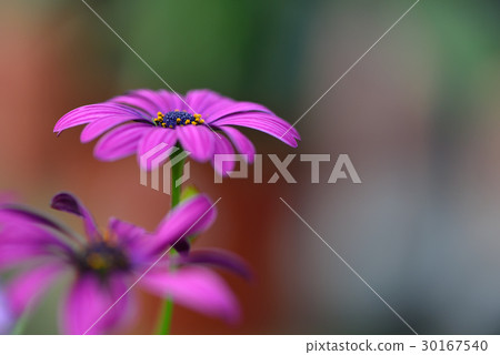 植物 花 藍眼菊 非洲雛菊 南非雛菊 海角雛菊 藍目雛菊 紫色 藍色 紫 藍 30167540