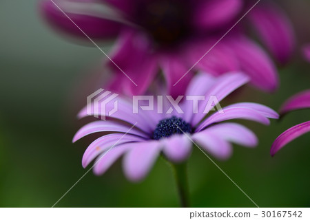 植物 花 藍眼菊 非洲雛菊 南非雛菊 海角雛菊 藍目雛菊 紫色 藍色 紫 藍 30167542