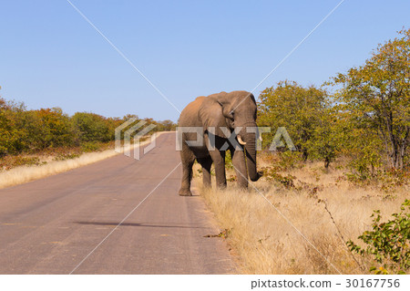 Elephant from Kruger Park,Loxodonta africana 30167756
