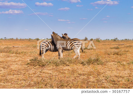 Couple of zebras from Kruger National Park,equus  30167757