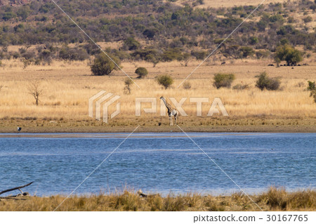 Giraffe from Africa, Pilanesberg National Park.  30167765