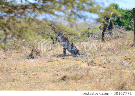 Cheetah close up from South Africa Cheetah close up from South Africa 30167771