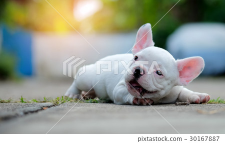 French bulldog white lying on the concrete floor. 30167887