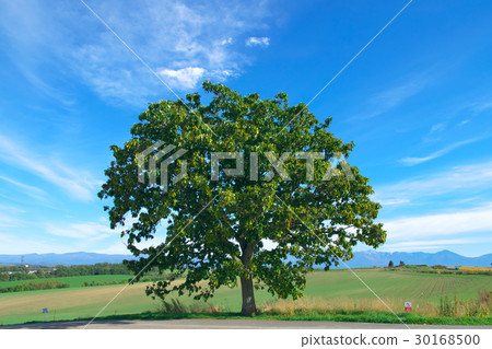 Biei Seven Star Tree Biei Seven Star Tree 30168500