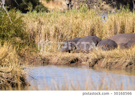 Herd of hippos sleeping, Isimangaliso Wetland Park 30168566