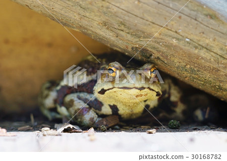 蟾蜍 蟾蜍 30168782